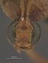 Paniscus arizonensis