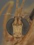 Paniscus pallens
