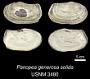 Panopea generosa solida