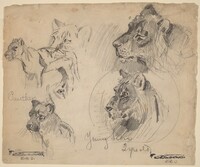 Panther and Young Lion Studies