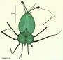 Panulirus inflatus