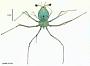 Panulirus inflatus