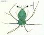 Panulirus inflatus