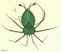 Panulirus inflatus