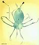 Panulirus inflatus