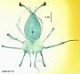 Panulirus japonicus