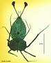 Panulirus marginatus