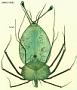 Panulirus ornatus