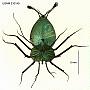 Panulirus versicolor