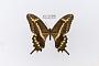 Papilio ponceana
