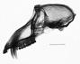 Papio cynocephalus