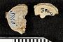 Pappichthys symphysis Cope