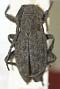 Parabrimidius ovalis