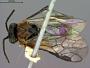 Paracharactus leucopodus