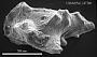 Paracytheridea sp.