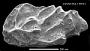 Paracytheridea sp.