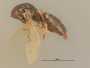 Paragaleopsomyia eja