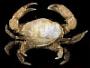 Paramedaeus simplex