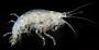 Parametopella cypris