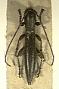 Paranca laevipennis