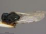 Parasaphes japonicus