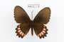 Parides erithalion
