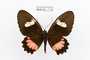 Parides panares