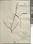 Parkinsonia sp.