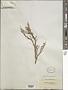 Parkinsonia sp.