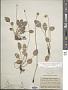 Parnassia glauca Raf.
