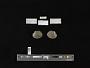 Parreysia tavoyensis