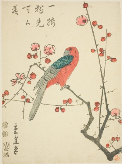 Parrot on plum branch