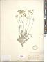Parthenium argentatum A. Gray