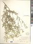Parthenium confertum A. Gray