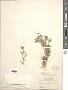 Parthenium sp.