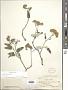 Parthenium tomentosum DC.
