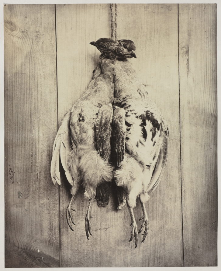 Partridges (recto)