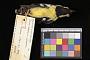 Parus elegans elegans