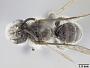 Pasiphae peruviana