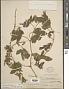 Passiflora bryonioides Kunth