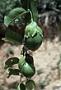 Passiflora laurifolia L.