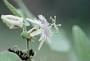 Passiflora sexflora Juss.