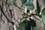 Passiflora suberosa L.