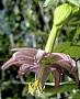 Passiflora tarminiana Coppens & V.E. Barney