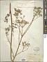 Pastinaca sativa L.