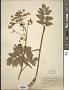 Pastinaca sativa L.