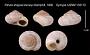 Patula strigosa binneyi