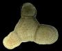 Paullinia spicata Benth.