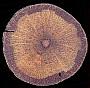 Paullinia ternata Radlk.