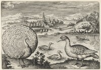 Peacock and Goose